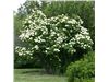 Viburnum lentago