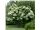 Viburnum lentago