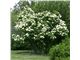Viburnum lentago