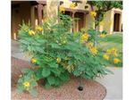 YELLOW BIRD OF PARADISE tree