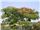 Albizia julibrissin tree