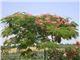 Albizia julibrissin tree