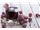 Red grape juice concentrate, packed in 265 kg metal drums