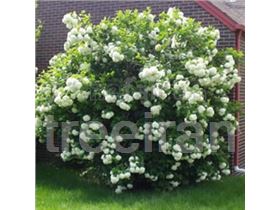 Viburnum lentago