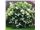 Viburnum lentago